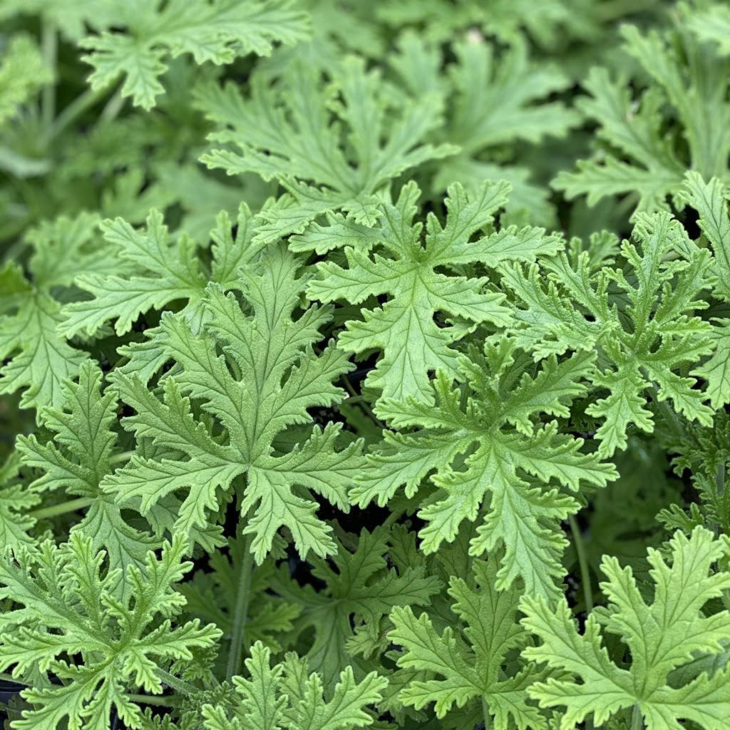 Amazon.com : 1500+ Citronella Seeds Non-GMO Mosquito Plant Seeds ...
