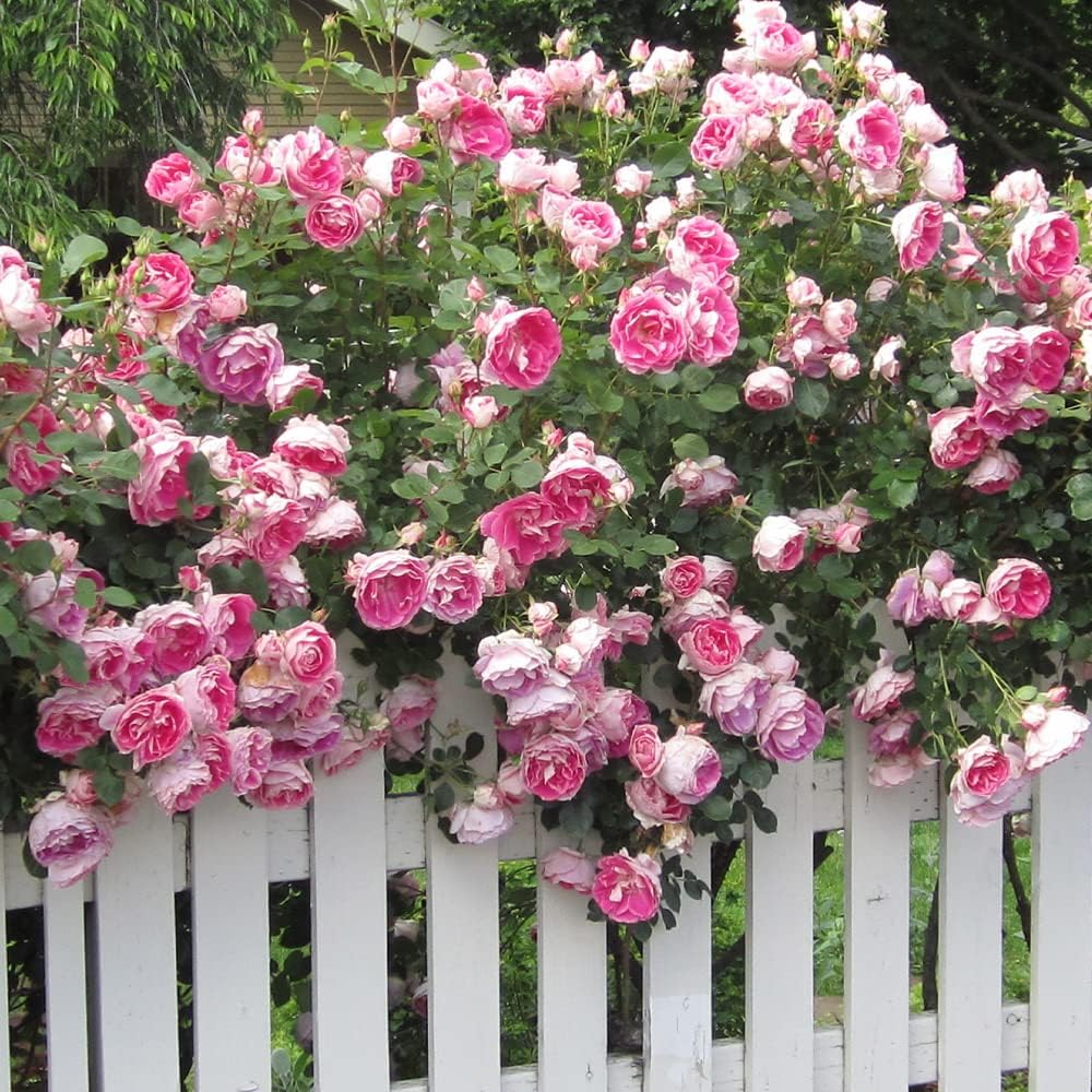 Heirloom Roses Rose Plant - Carefree Wonder™ Pink Rose Bush, Landscape Live Plant for Planting Outdoors