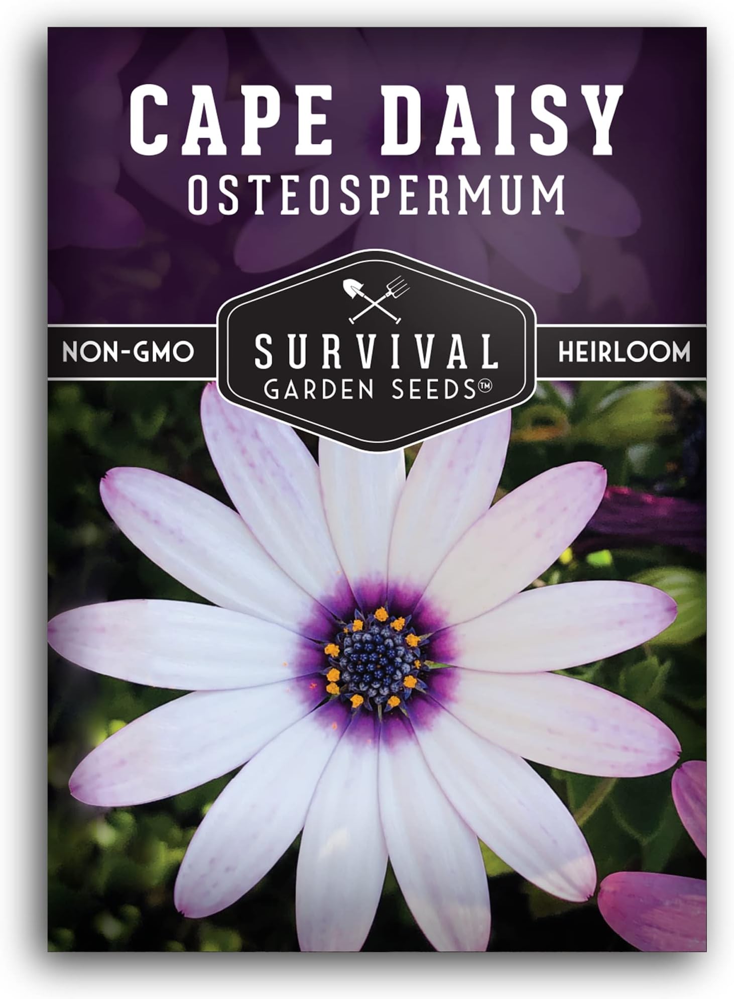 Cape Daisy Seeds for Planting - Osteospermum Ecklonis - White Petals with Purple Eyes, Long Blooming Annual to Tender Perennial Flower Variety - Survival Garden Seeds (1 Pack)