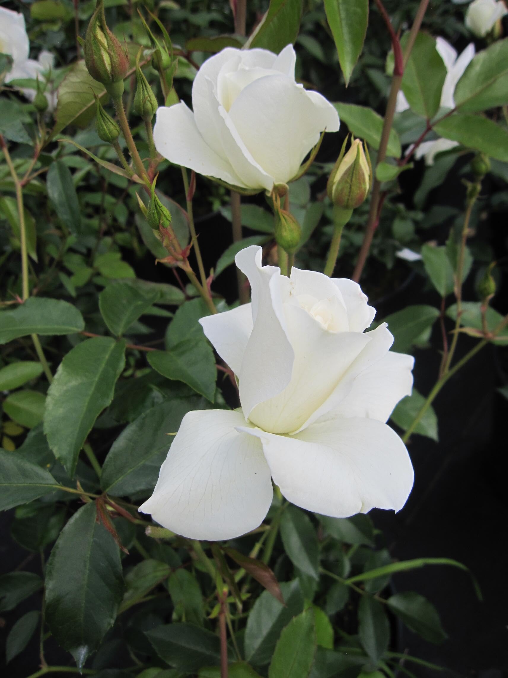 Rosa Schneewittchen® syn. Iceberg und Fée de Neiges - Strauchrose - Kordes Rose