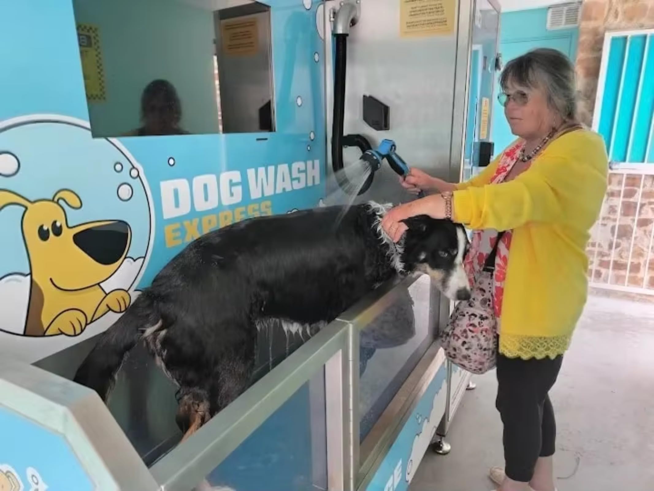 Machine de lavage automatique pour chien, station de toilettage pour