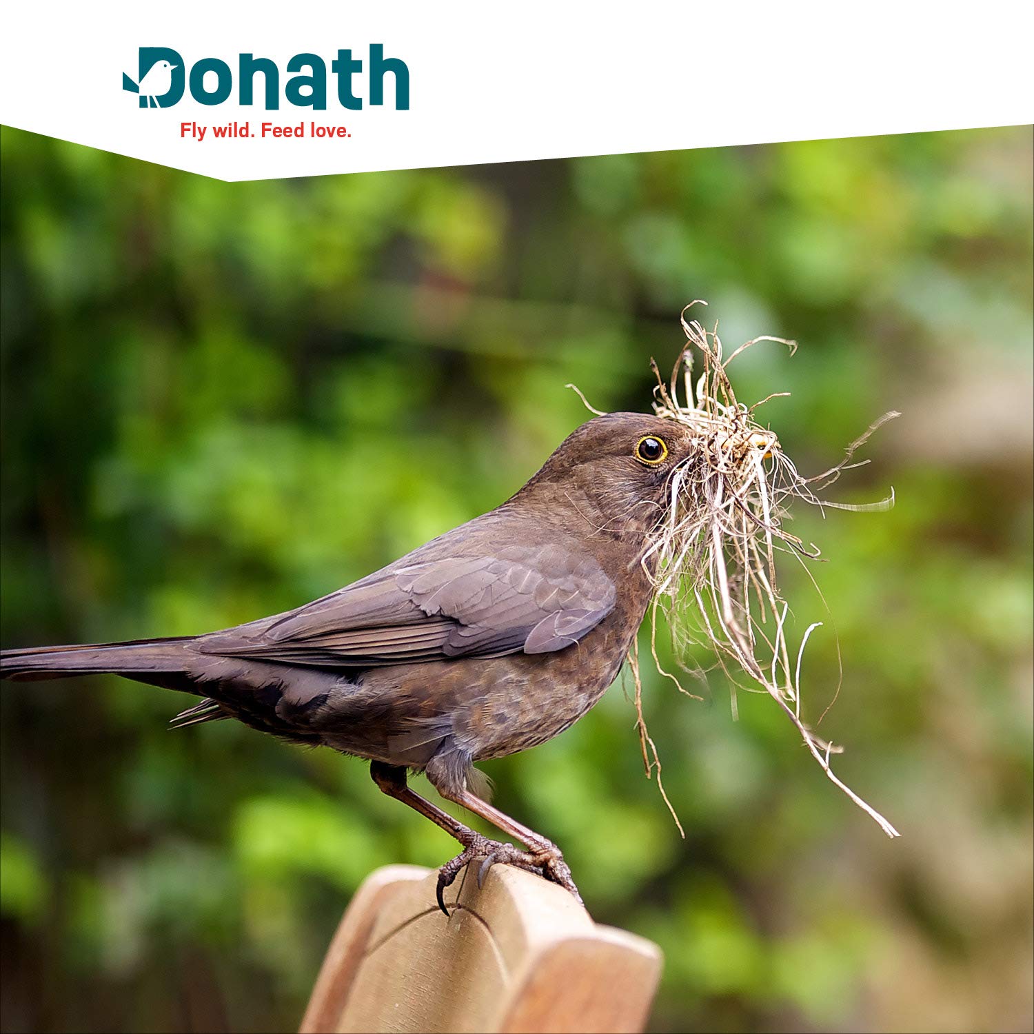 Donath Energie-Knödel Hanf ohne Netz - Meisenknödel ohne Netz -100g je Knödel - mit Einer Extraportion Hanfsamen - Ganzjahres Wildvogelfutter - aus unserer Manufaktur in Süddeutschland - 50er Eimer