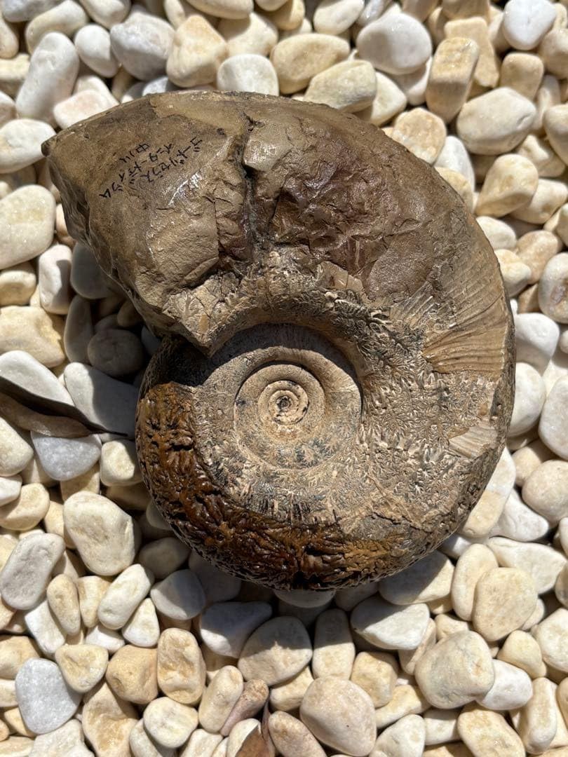 極美品 飴色の縫合線が見事なアンモナイトの女王 インターメディウム