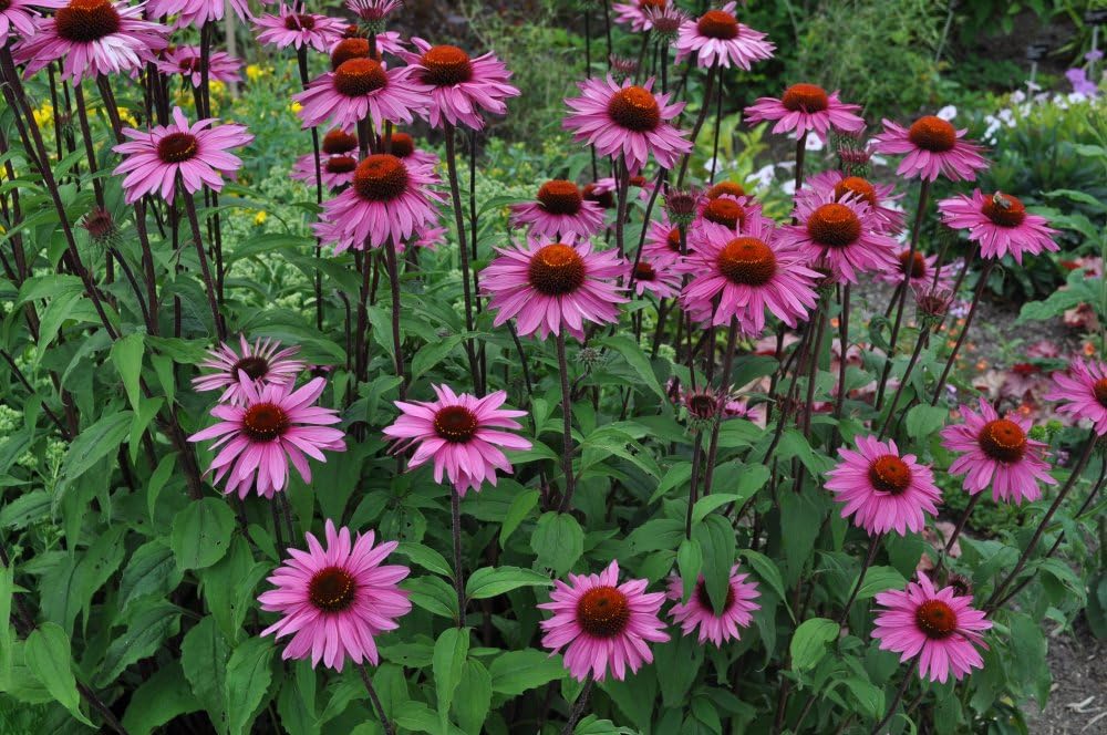 Dirt Goddess Super Seeds ~ Purple Coneflower Seeds (1 Lb) Echinacea purpurea 150,000 Seeds Non GMO Bulk