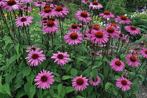 Miniatura 3 de Semillas de equinácea púrpura a granel sin OMG Echinacea purpurea 75,000 semillas (12 libra)