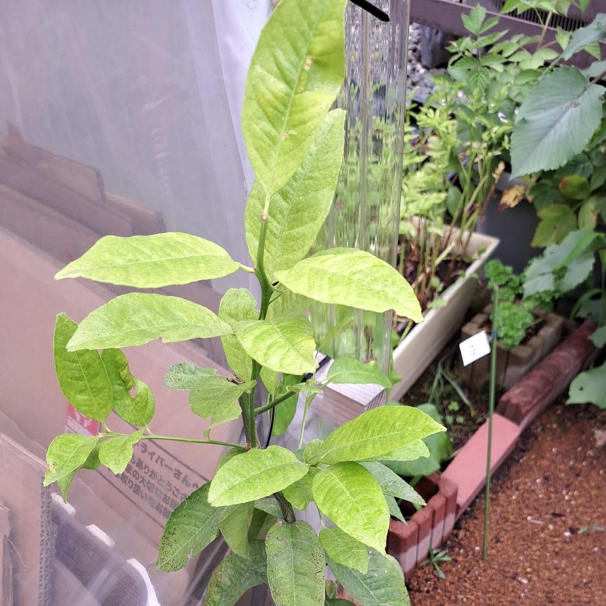 ユッカリギダ 3苗 抜き苗 ユッカ リギダ 6苗 抜き苗 ユッカ フィリ