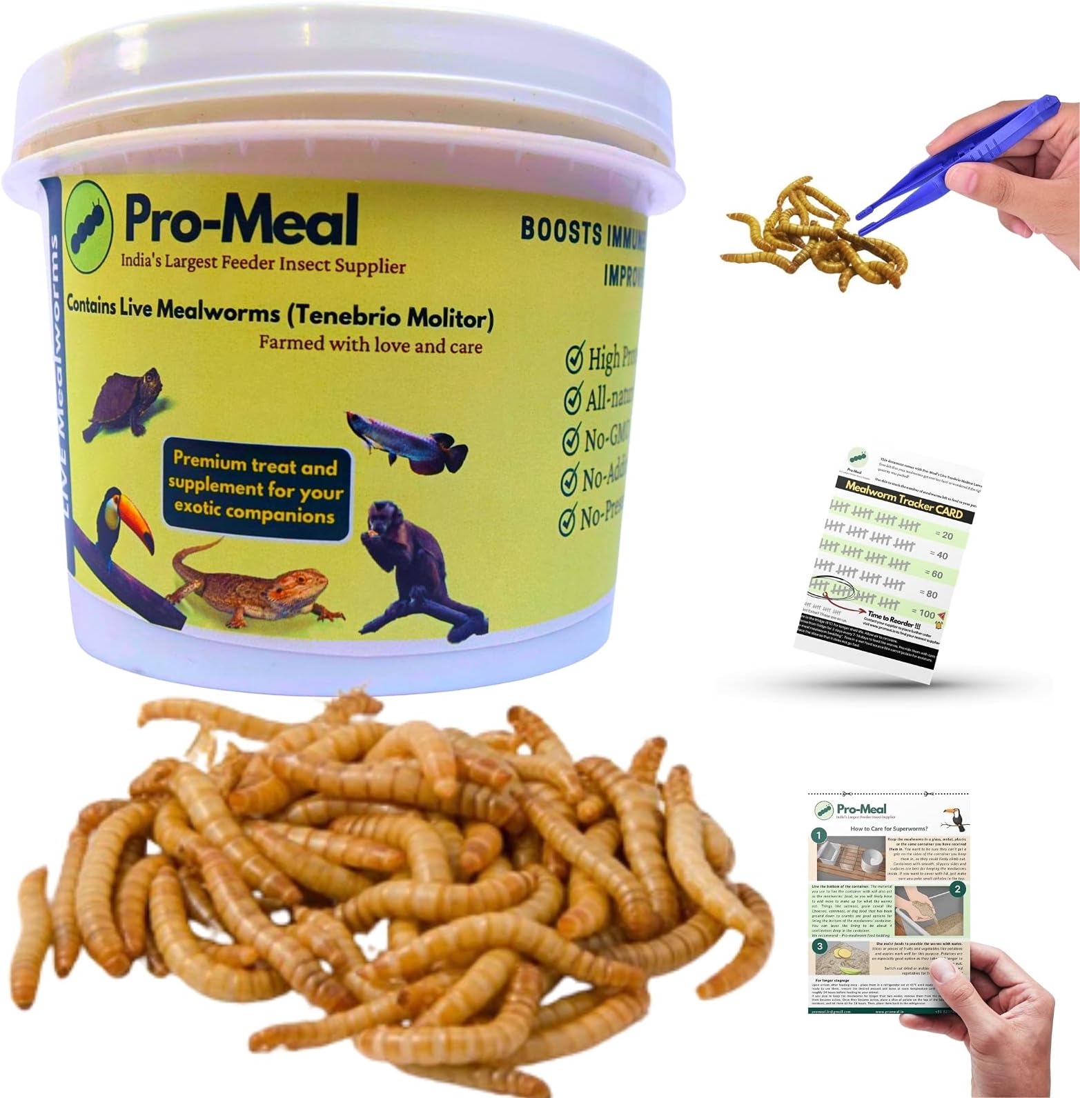 Live Larvae Mealworms High Protein Treat for Aquarium Fishes, Birds, Reptiles, Monkeys & Exotic Pets (250 Mealworms)