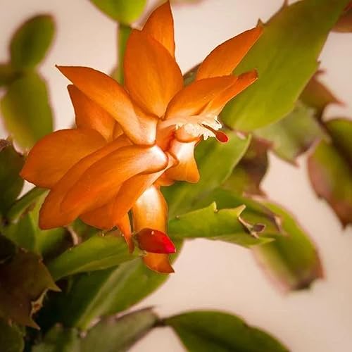 Miniatura 3 de CHUXAY GARDEN Planta de cactus de Navidad naranja, 10 semillas, planta con flores Schlumbergera, perfecta para colgar cestas y contenedores,