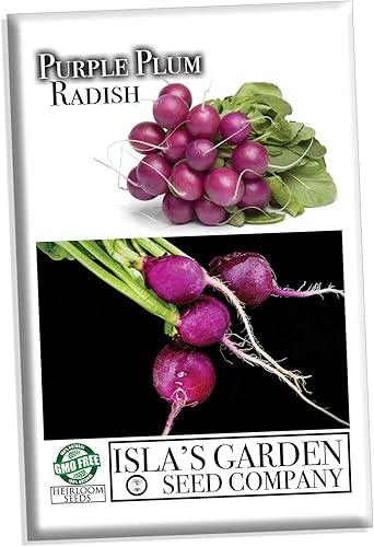 Miniatura 1 de Semillas de rábano morado para plantar, más de 150 semillas de reliquia por paquete, semillas de jardín de Isla (semillas de jardín de Isla),