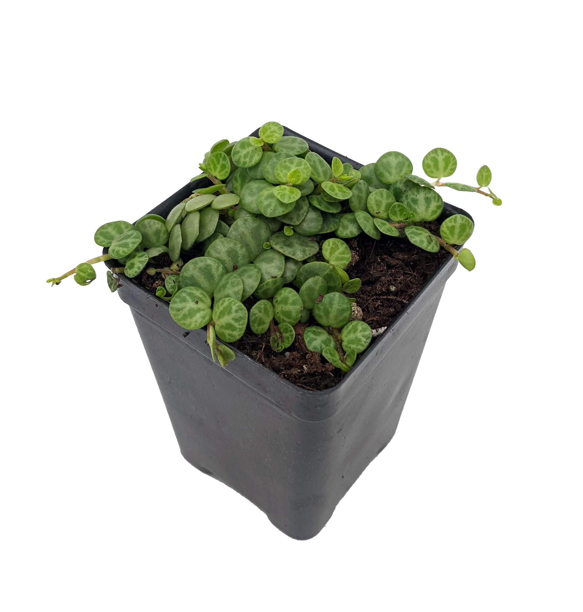 String of Hearts Peperomia prostrata 2.5 Pot