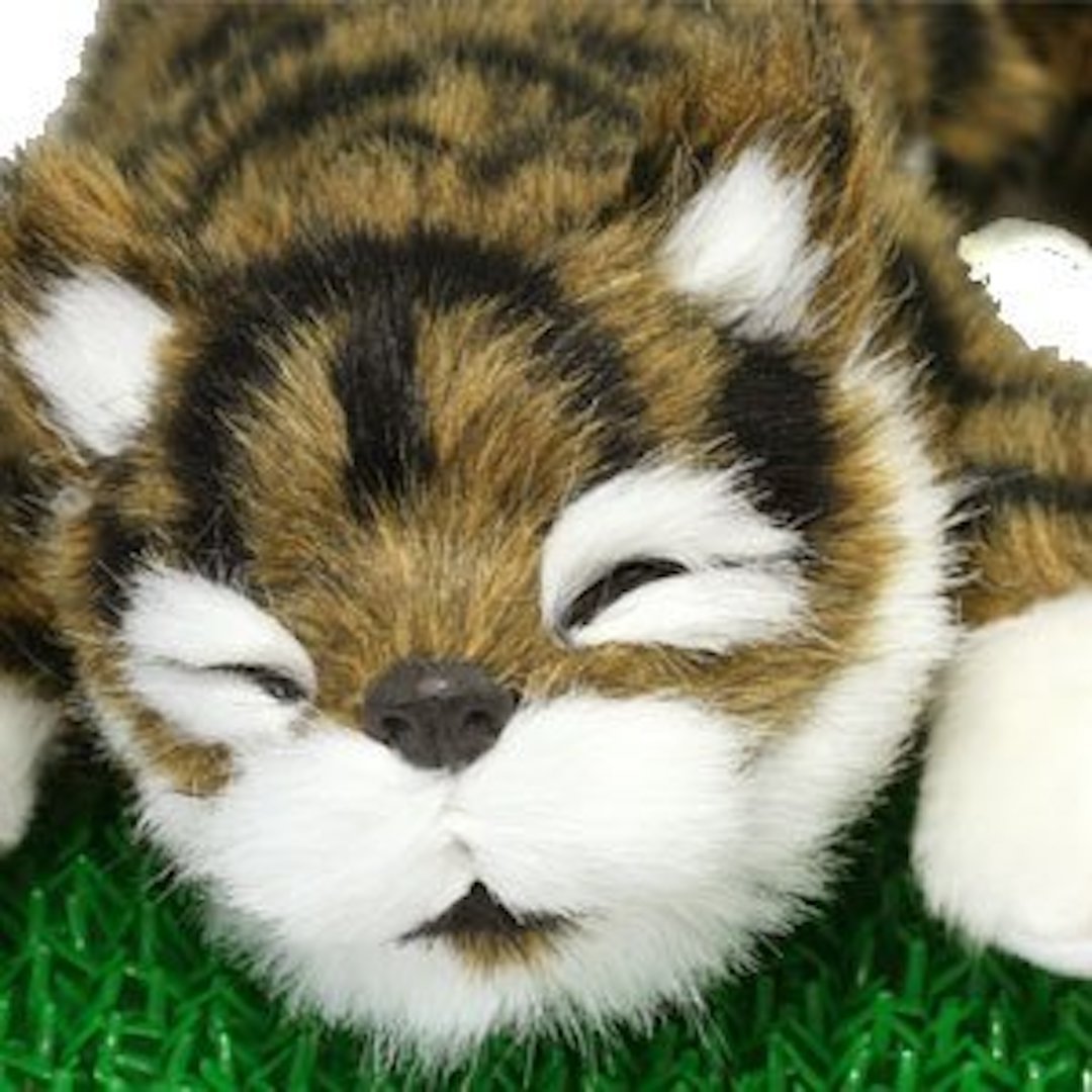 Amazon.co.jp: スペースレール(SPACERAIL) 笑い転げる猫 こげ茶 : おもちゃ