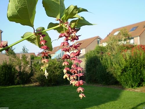 Miniatura 2 de Leycesteria formosa Semillas - Madreselva del Himalaya, nuez moscada floreciente, Shub tropical (300 semillas)