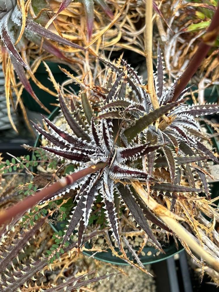 ディッキア ビルベイカー Dyckia tracking code BEE