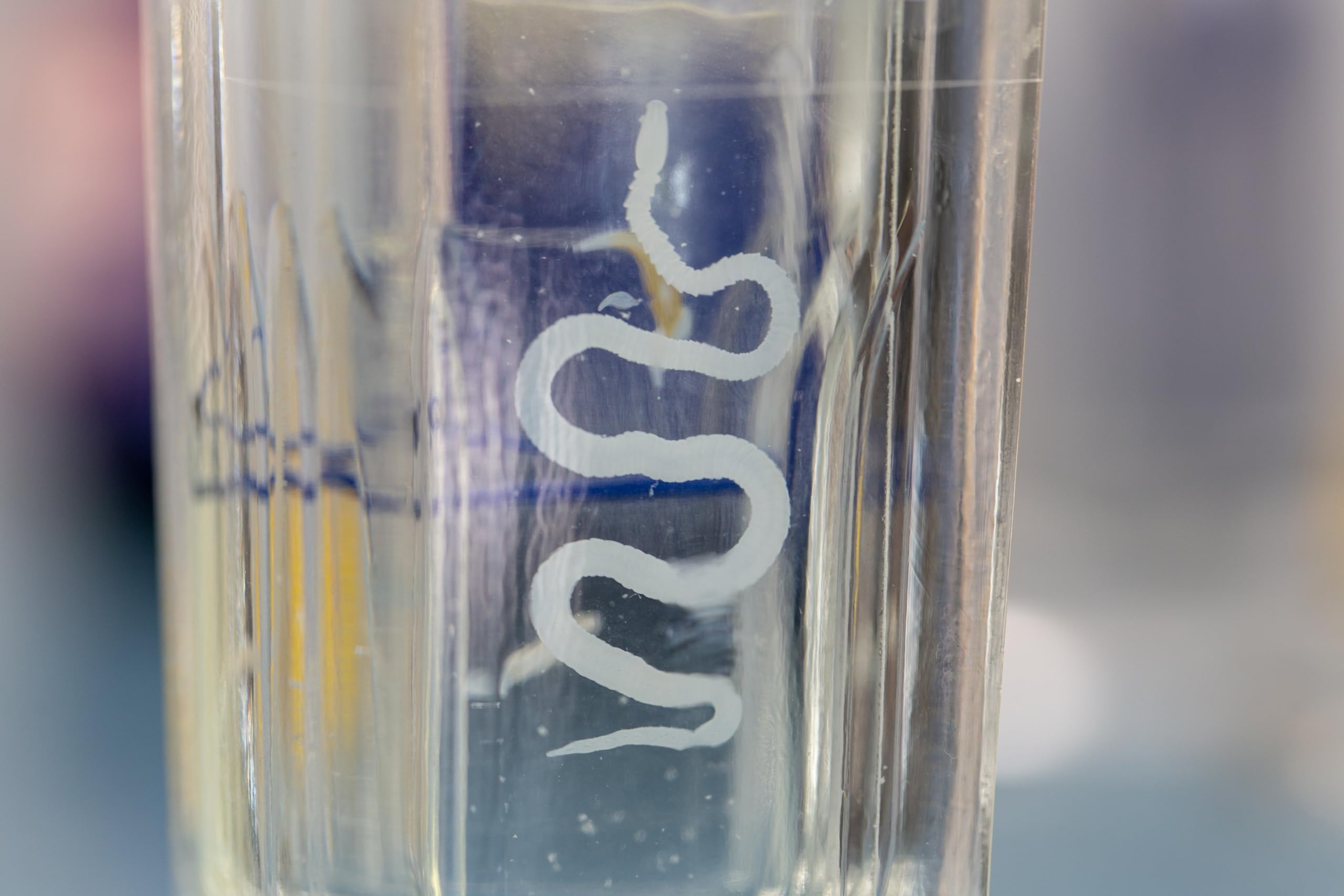 Zoology Specimen (Tapeworm Specimen)