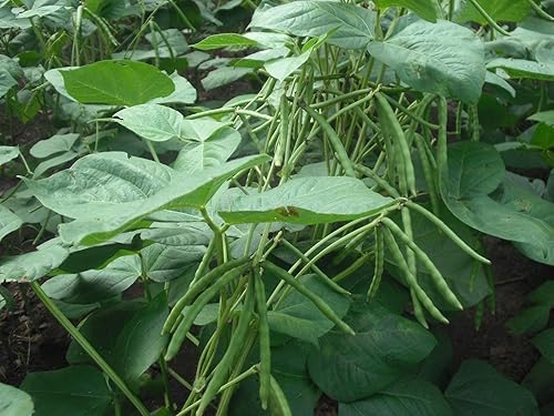 Miniatura 8 de Food to Live - Frijoles mungos secos Kosher Granel