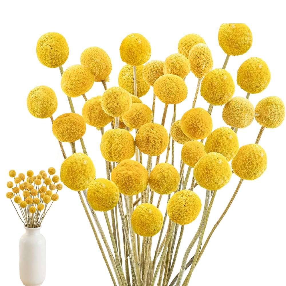 Billy - 40 palline con fiori secchi, 43 cm, fiori secchi, colore giallo, naturale secchi, piante secche, per composizioni floreali fai da te, matrimoni, vaso alto, casa