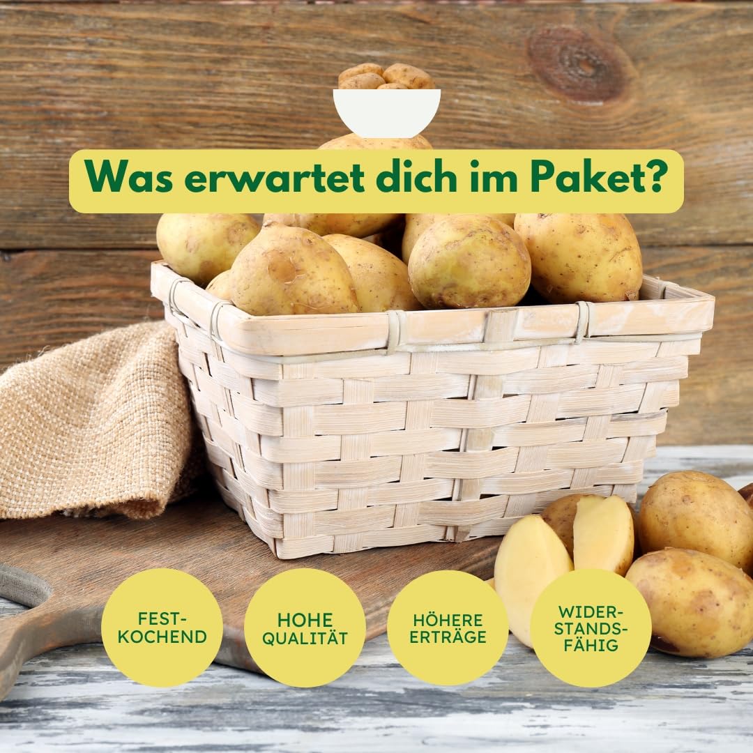 Pflanzkartoffeln Belana, 2,5 kg (ca. 35 Stück) festkochend, Premium Saatkartoffeln, frühreifenden Kartoffelsorte, gelbfleischig lange lagerfähig