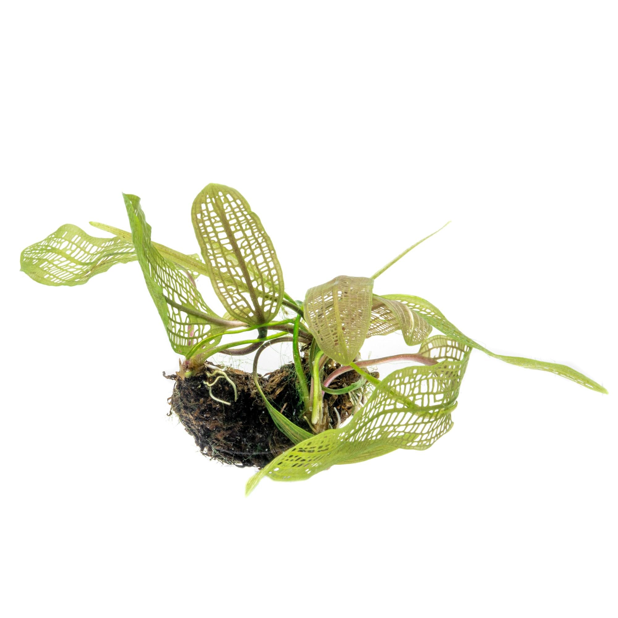 Live Plants – Madagascar Lace Plant (Aponogeton madagascariensis) – Medium to High Light, Light to Dark Green Color, Midground to Background, Lace Leaf - Bulb/Bunch, 1 Pack
