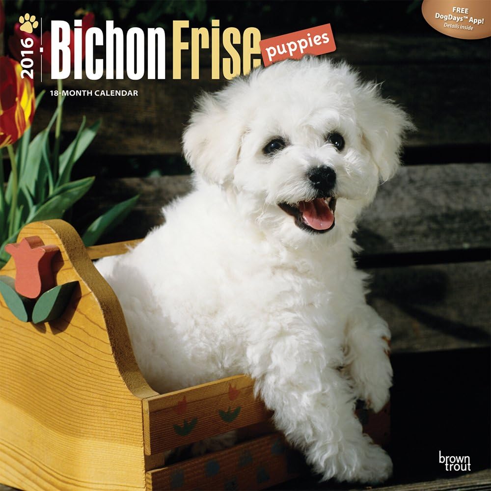 Bichon Frise Puppies 2016 Wall Calendar