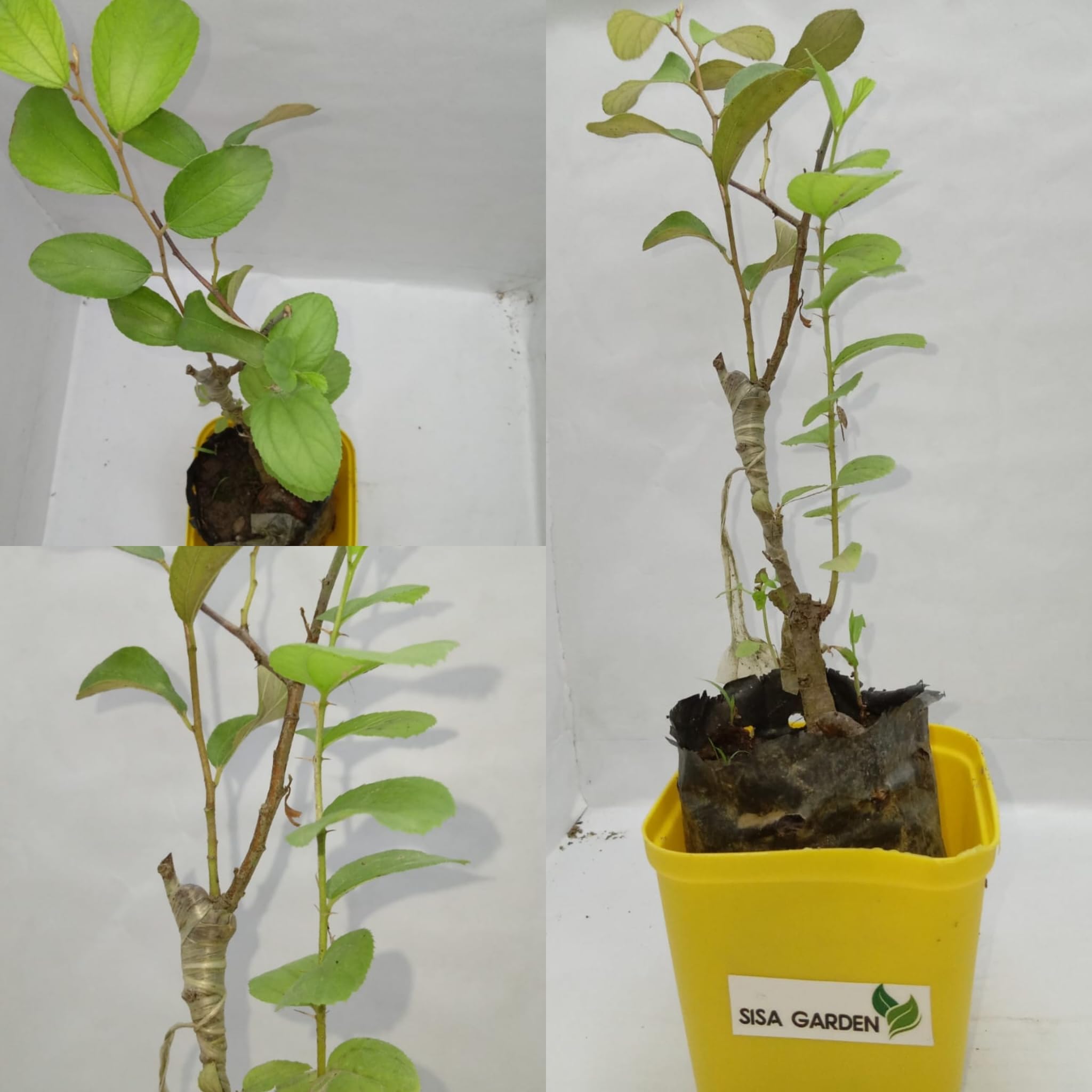 SISA GARDEN Live All Season Hybrid Dwarf Fruit plant (Ber apple plant[red]) (B0CD5GMFLP) Amazon Price History, Amazon Price Tracker