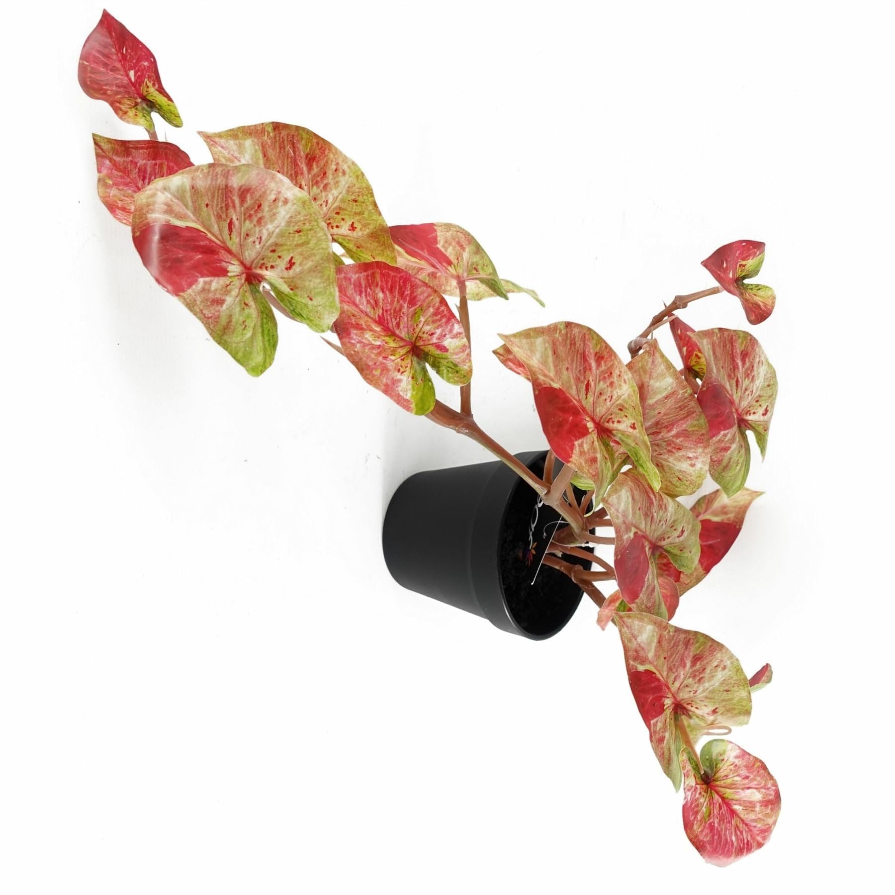 Botanik - Trailing Caladium Artificial Plant - Pink - 35cm