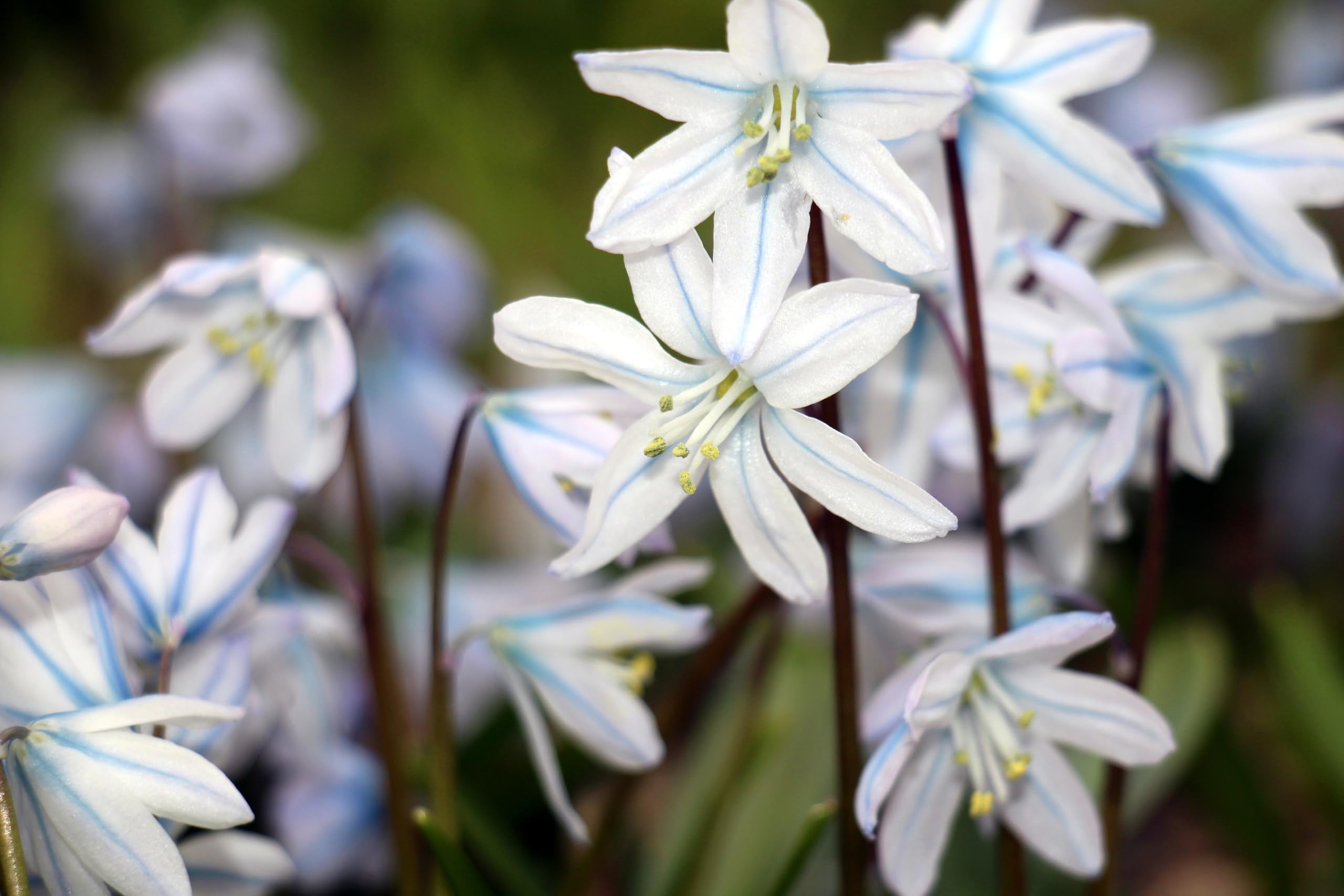 Lincolnshire Pond Plants Ltd - Allium Eros Plant Bulb x5 — view 7