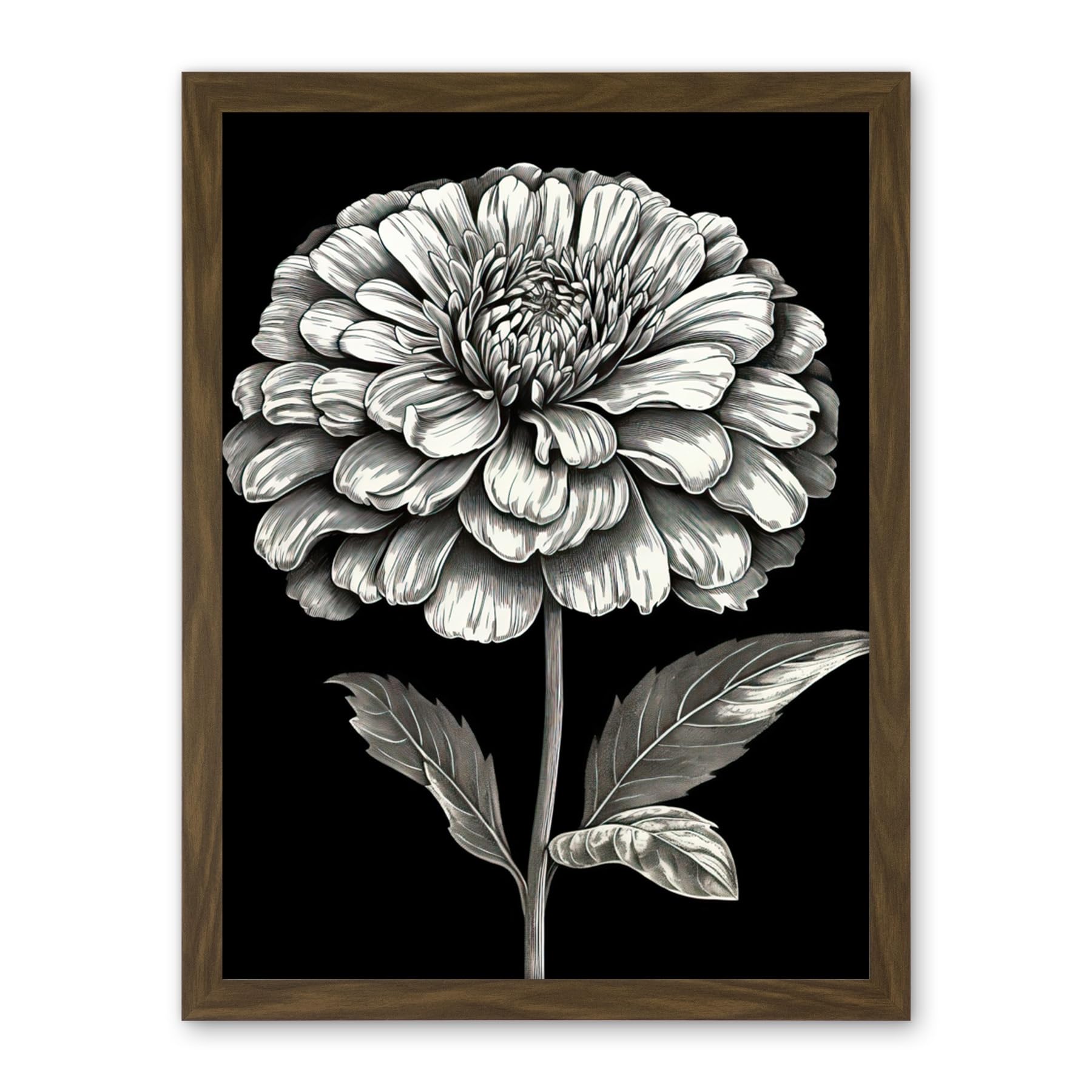Artery8 Zinnia Flower Bloom Black and White Illustration Artwork Framed Wall Art Print 18X24 Inch
