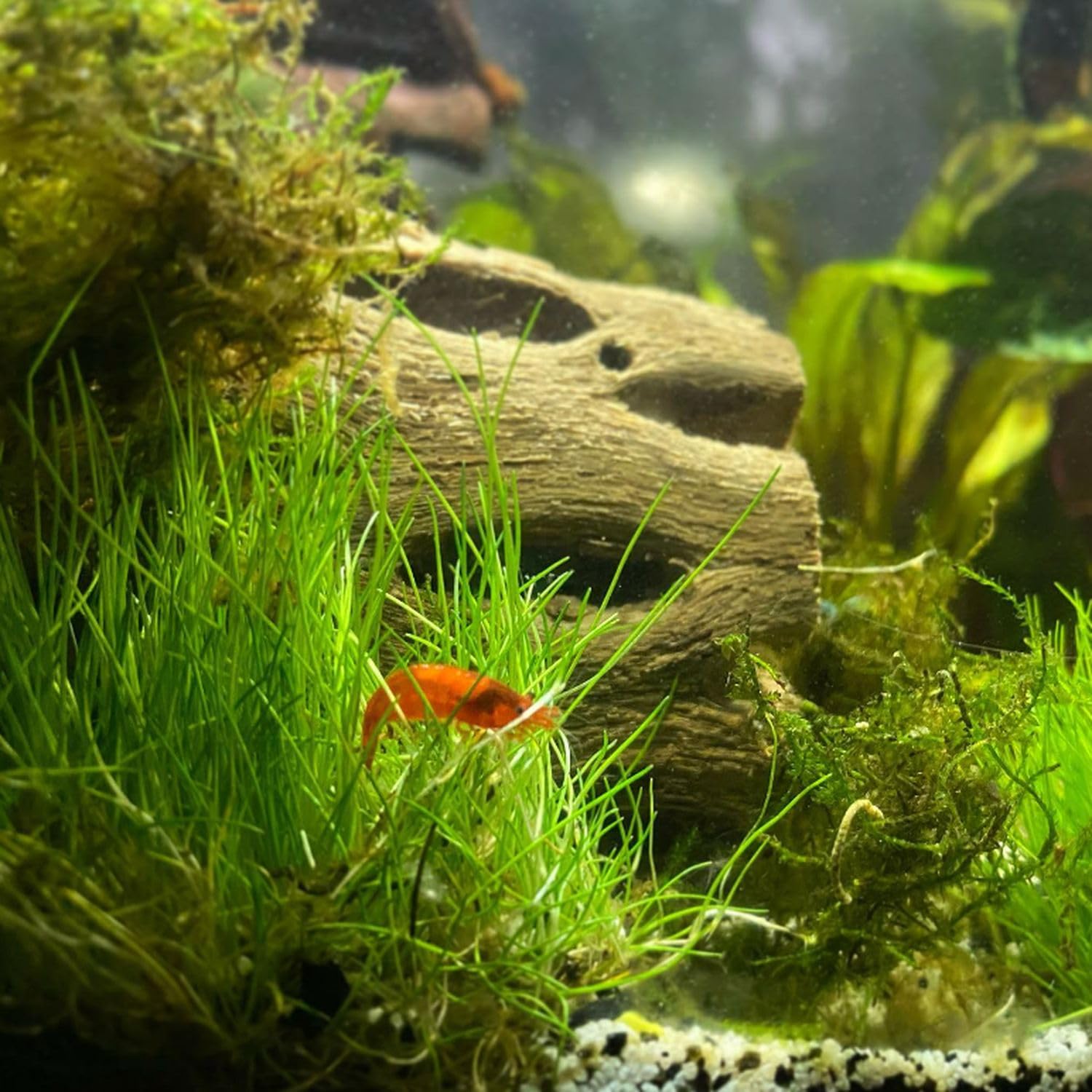 Amazon.com: Dwarf Hairgrass Eleocharis Parvula Tissue Culture Vitro Grown  Freshwater Aquarium Live Plant for Fish Tank Carpet Decoration : Pet  Supplies