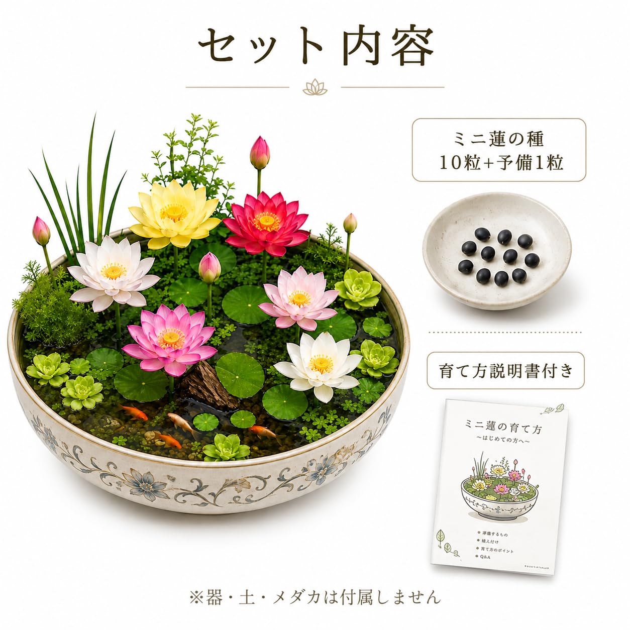 Amazon.co.jp: 育て方説明書付き ミニ蓮の種 10粒＋予備1粒 削り加工