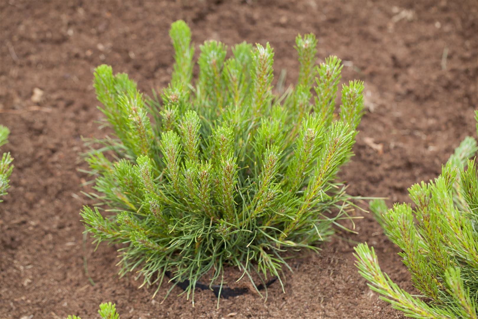 Pinus mugo 'Pumilio' 30–40 cm – Immergrün, Winterhart, Pflegeleicht – Zwerg-Kiefer – Nadelgehölz für Steingarten & Kübel