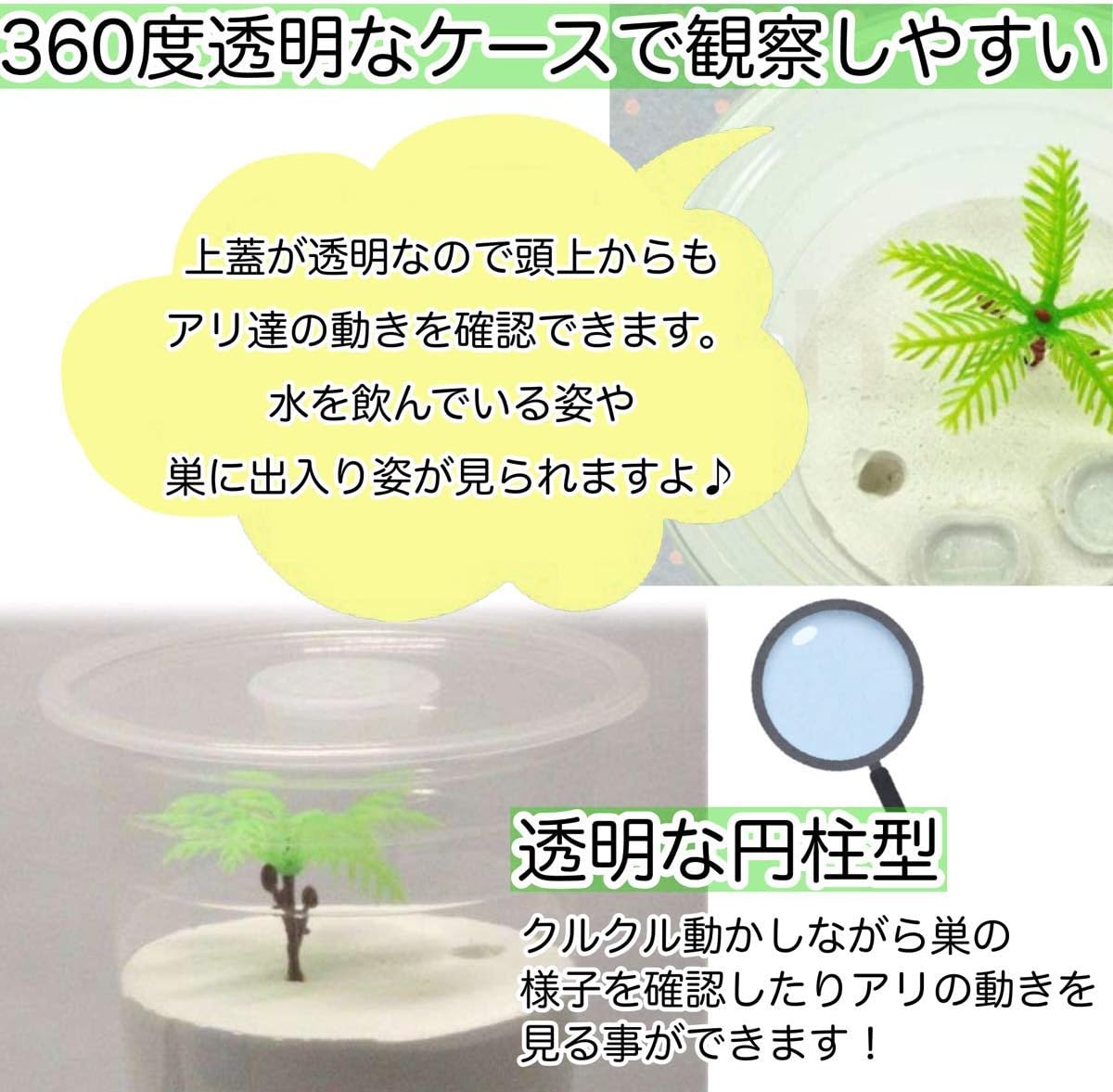 アリ飼育観察ケース 餌場セット付 蟻の巣 石膏 Www Kochalpin At アリ飼育観察ケース 餌場セット付 蟻の巣 石膏 Www Kochalpin At