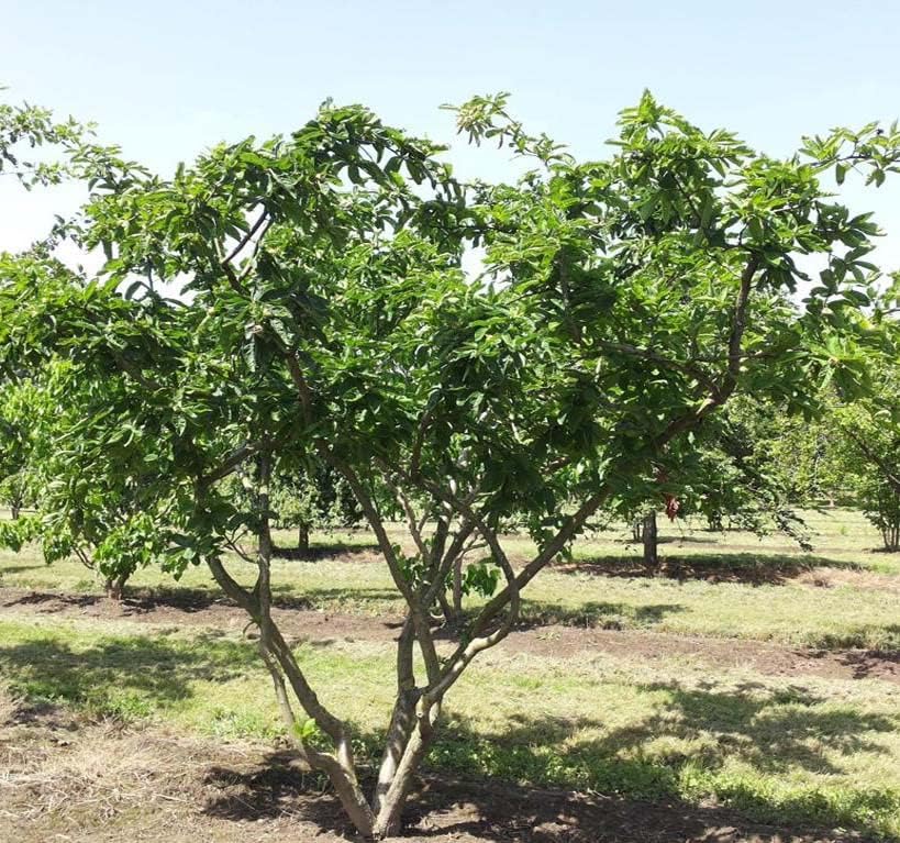 Mespilus germanica (Medlar) Tree Seed, White, Flowers, Round, Hard, Four Centimetre Fruits, You Choose The Quantity (5 Packs)