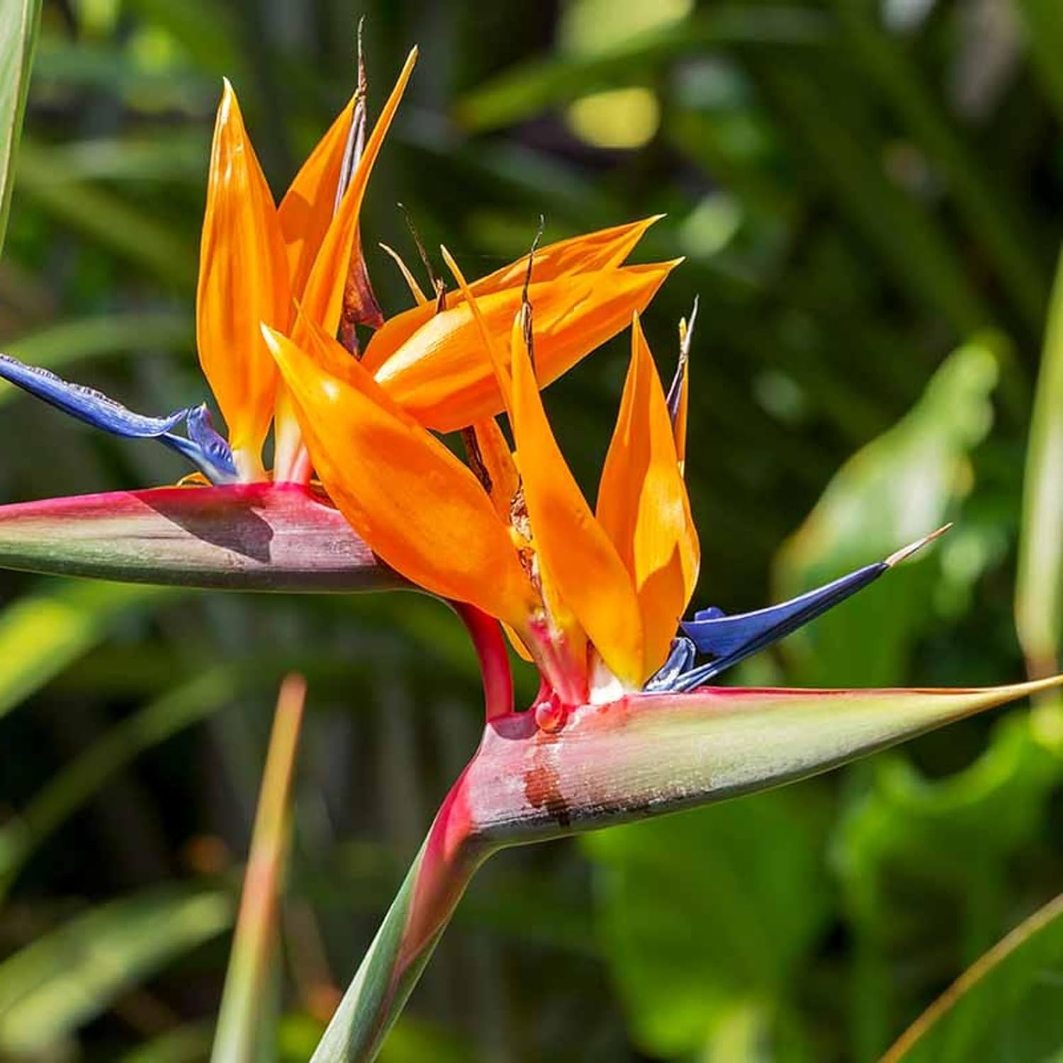 Strelitzia Bird of Paradise Plant - Strelitzia Reginae Tropical Plant - Indoor Plant Around 30-40cm - Home Or Office Plants (2)