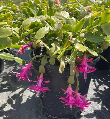 Vista 20 de Sin esquejes de plantas de raíz de USKC (3 piezas Tradescantia Flumenisis 'Lavender' sin esquejes de raíz)