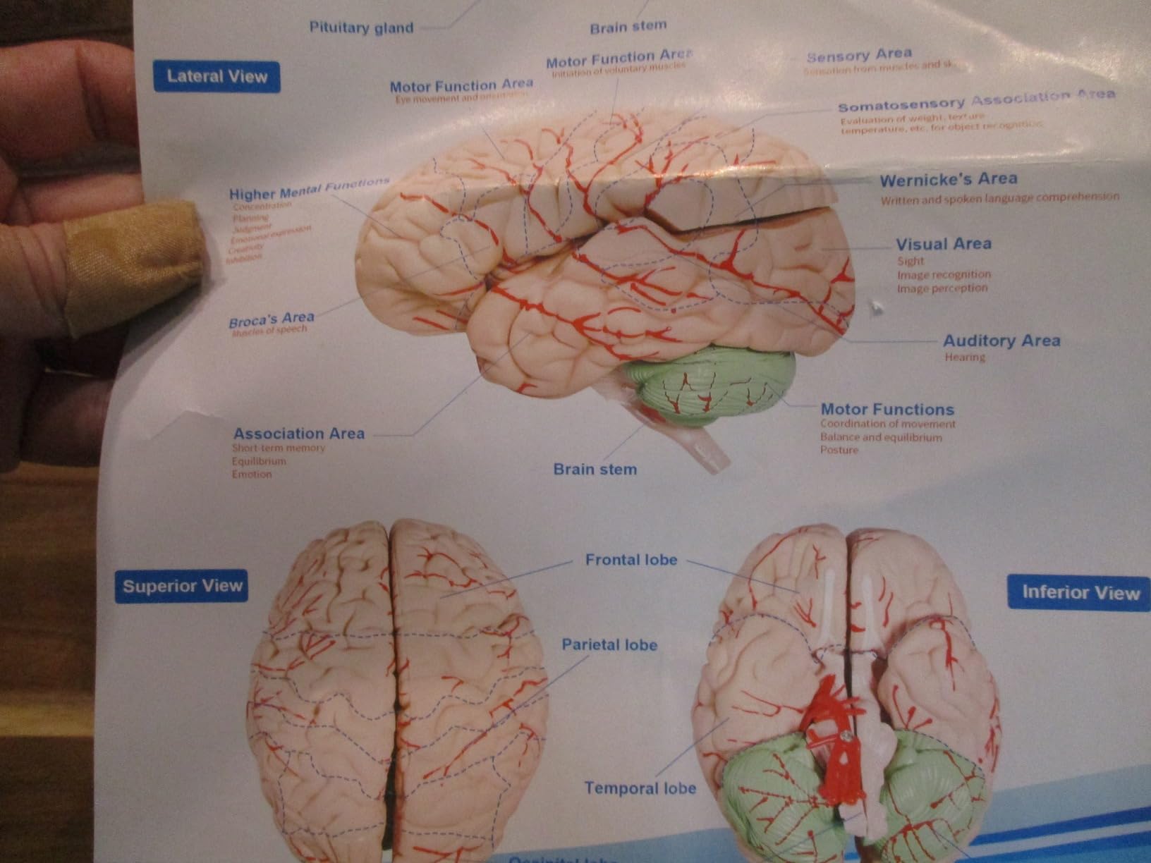 Human Brain Model, Color Coded Partitioned Brain Life Size Anatomy ...