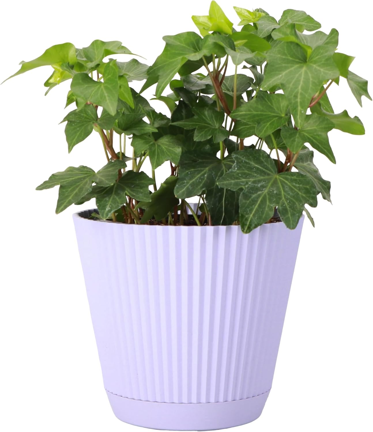 Thorsen's Greenhouse Live Green English Ivy Plant, Hedera Helix, Natural Air Purifier, Easy to Grow, Live Indoor Houseplant, 4" Diameter Pot (Lavender)