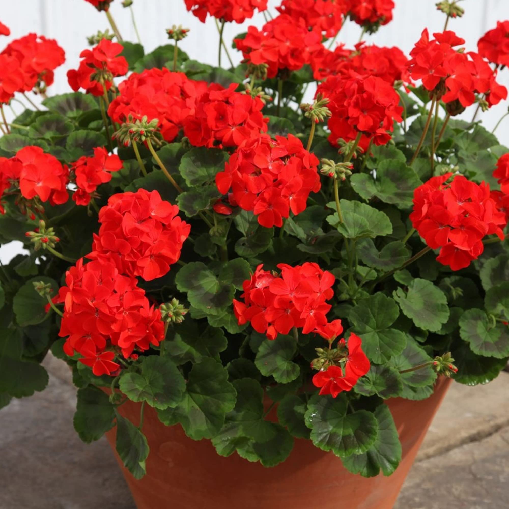 Gurveplantationi® - Geranium Flower Plant Live Cranes-bill with Beautiful Pot & Secure Packing (Geranium Plant, Red) (B09X4PM4XF) Amazon Price History, Amazon Price Tracker