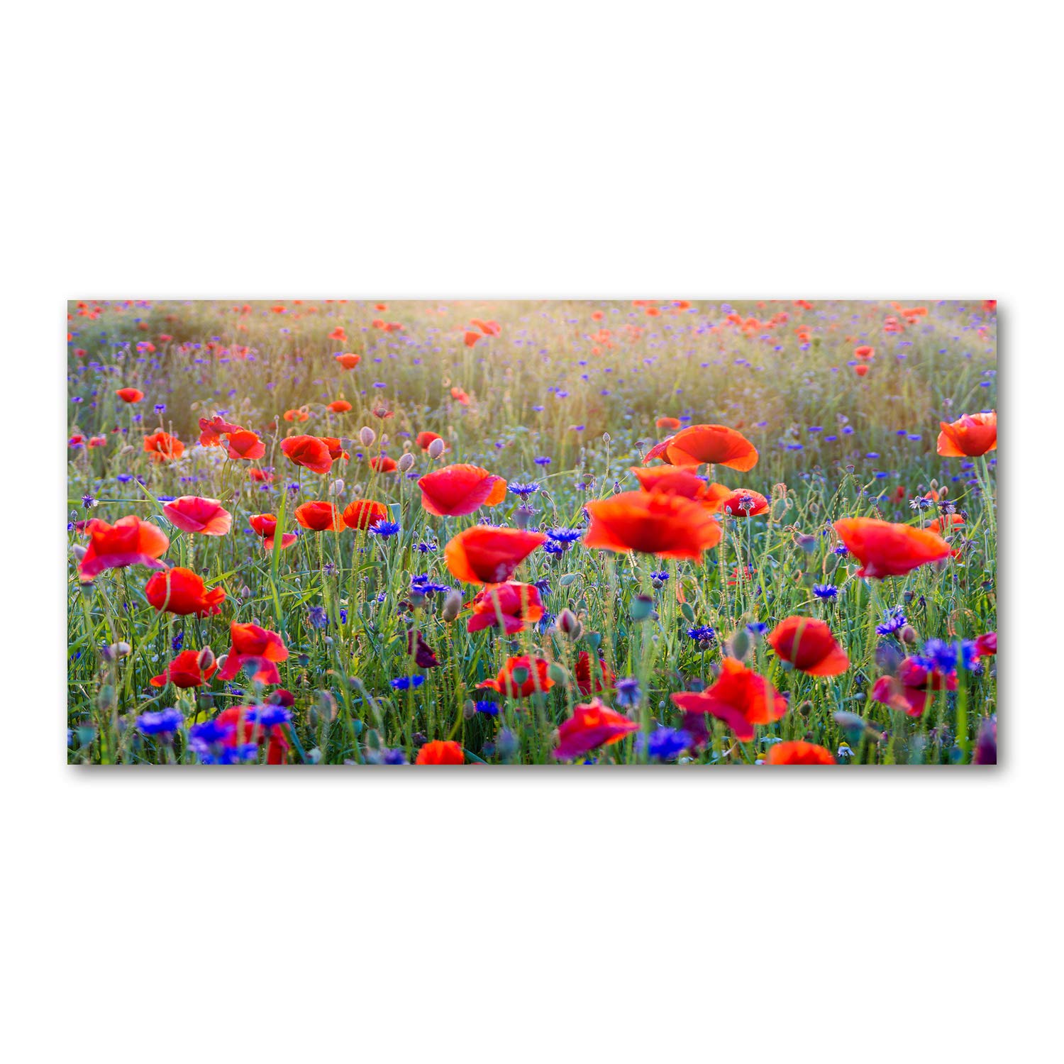 Impression sur verre panoramique 120x60 cm tableau fleurs rouges