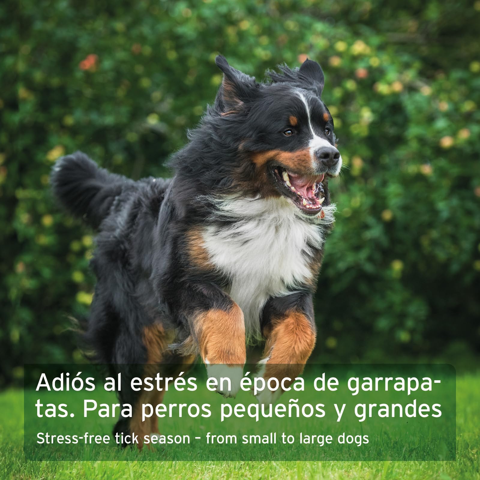AniForte Tick Shield para Perros (hasta 10 kg) 60 cápsulas. Producto 100% Natural. Complejo de Vitamina B Que Actúa como Escudo Anti-Garrapatas y Parásitos.