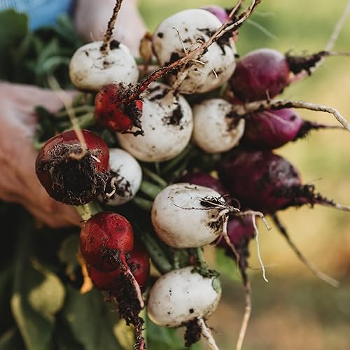 Miniatura 2 de Mezcla de rábano de huevo de Pascua - 150 semillas - Variedad de reliquia y polinizada abierta, fácil de cultivar y de crecimiento rápido, semillas
