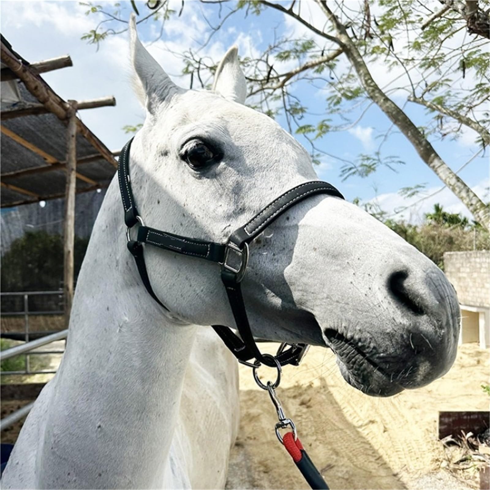 Pferde Zügel Pferdezaumseil Reitausrüstung Faserpferdezaumseil Kleines und kurzes Pferdegeschirr Zubehör Zügel
