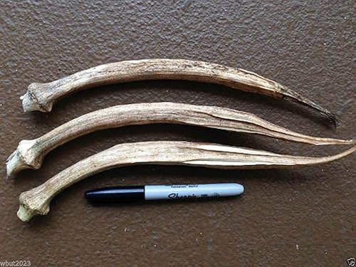 10 Seeds Nombo Giant Philippine Okra, Bhindi, Gumbo, dedo de dama extra largo - reliquia