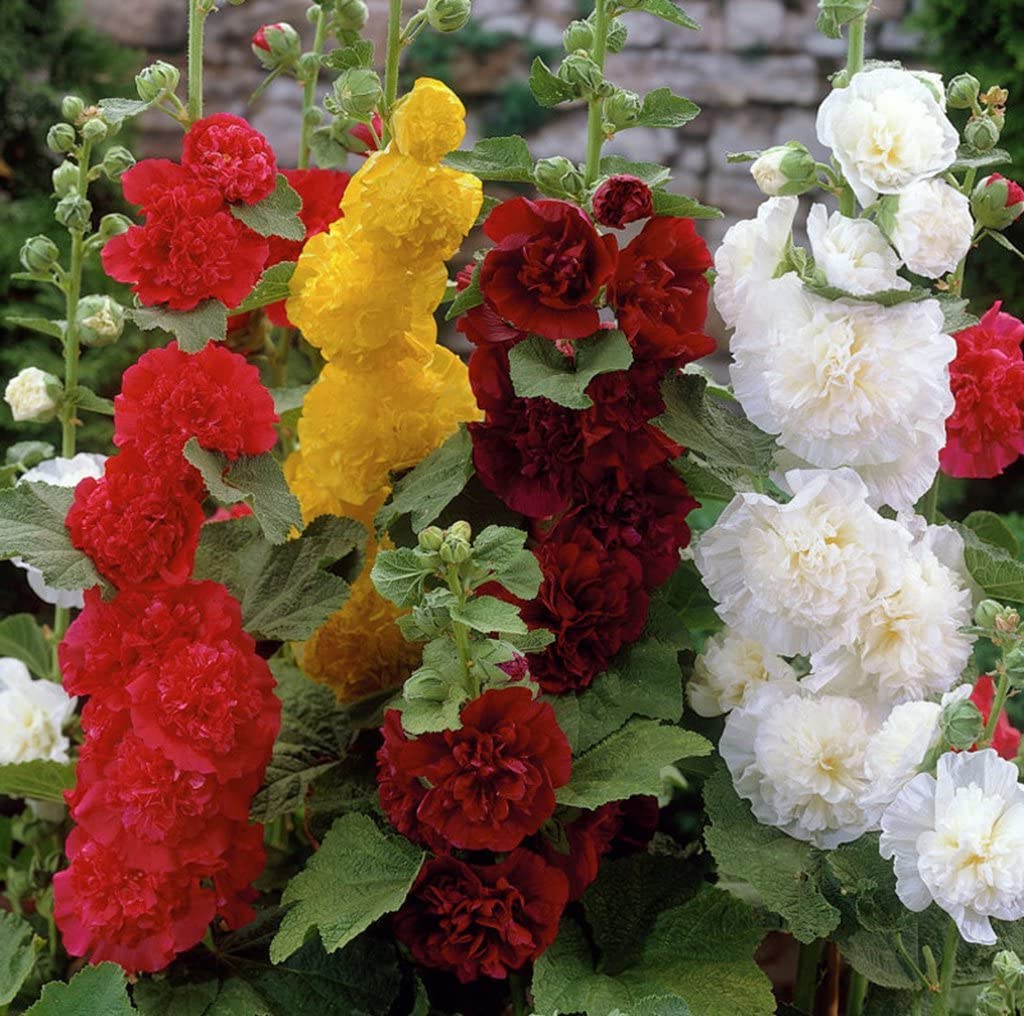 Votaniki Hollyhock Mix Roots