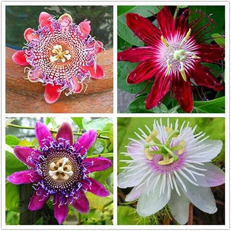 Seeds of Strength: 50 Passion Flower Seeds for Garden and Potted Beauty