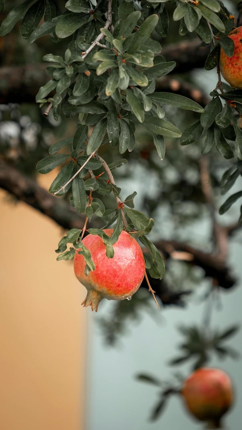 Parfianka Pomegranate Trees (2-Pack) - Live Fruit Trees 5-8" Tall - Container or Garden Growing - Sweet Red Fruit Plants for Zones 7-10