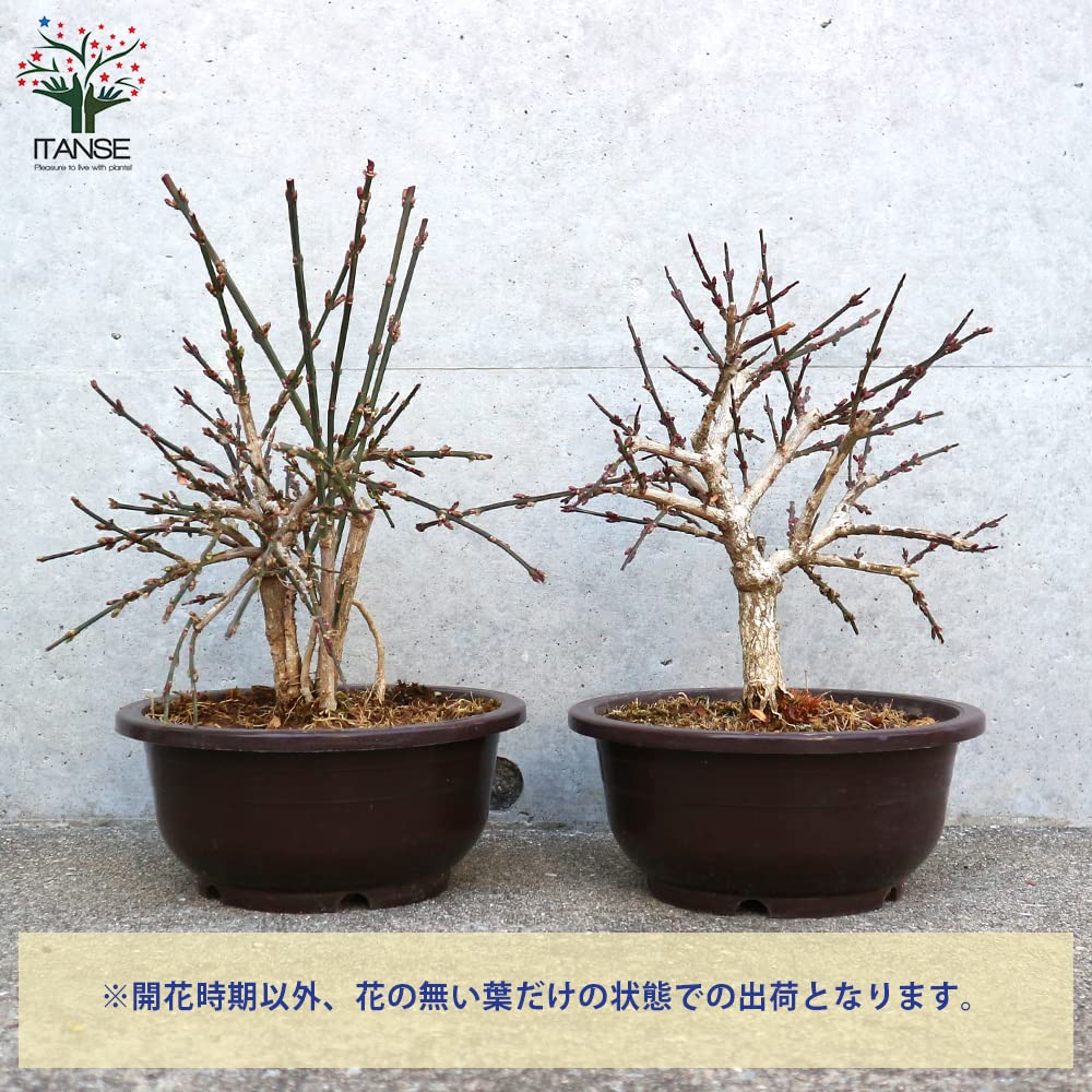 盆栽　黄梅　上下50cm 盆栽 黄梅 上下50cm
