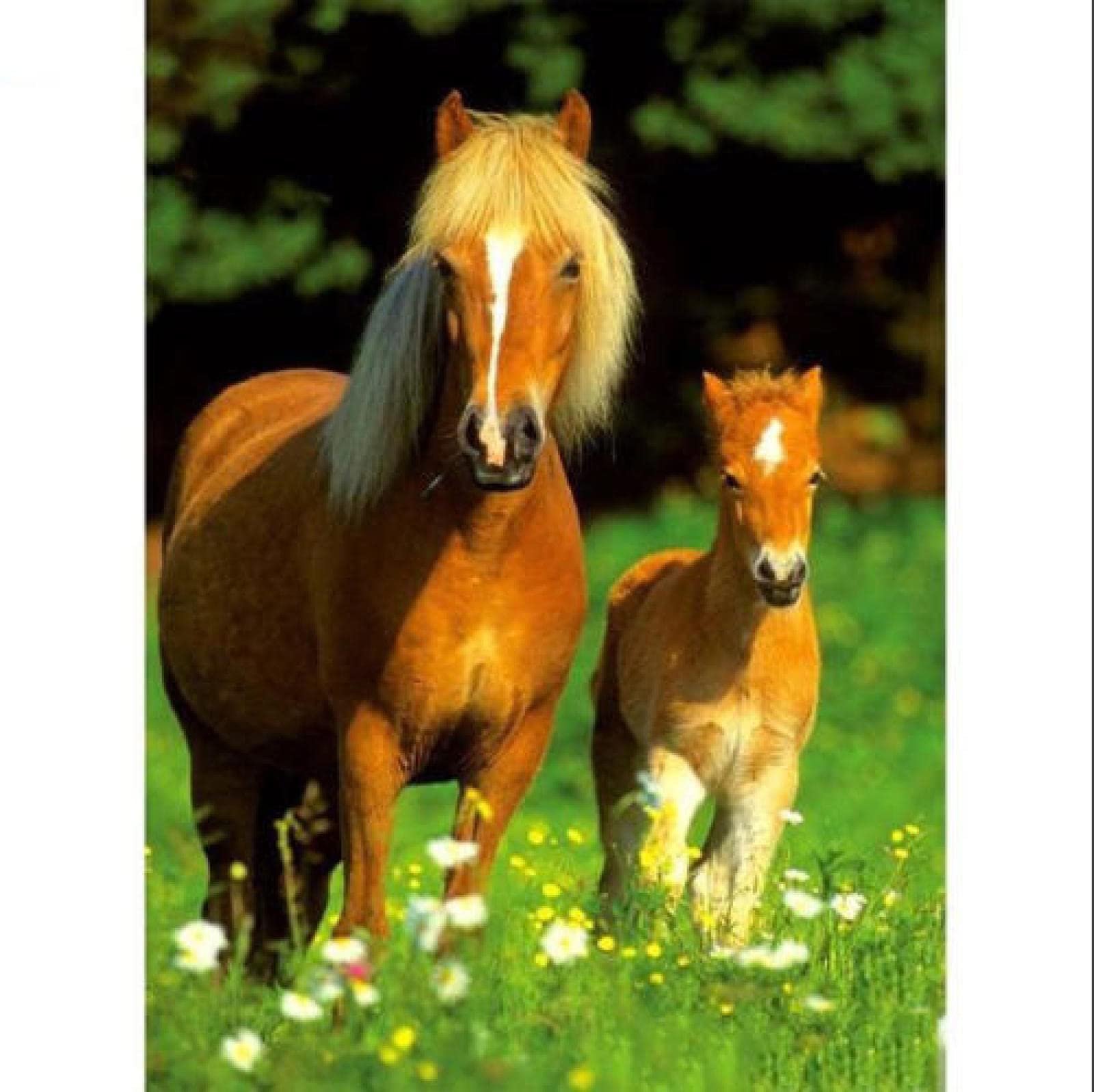 ERUZO DIY 5D Diamond Painting Horse Animal Horse Full Circle Diamond Embroidery Cross Stitch Rhinestone Picture Home Decor Gift30x40cm