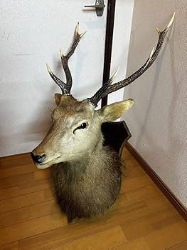 鹿 剥製 Amazon.co.jp: 豪華鹿シカはく製剥製角置物インテリア蝦夷シカ