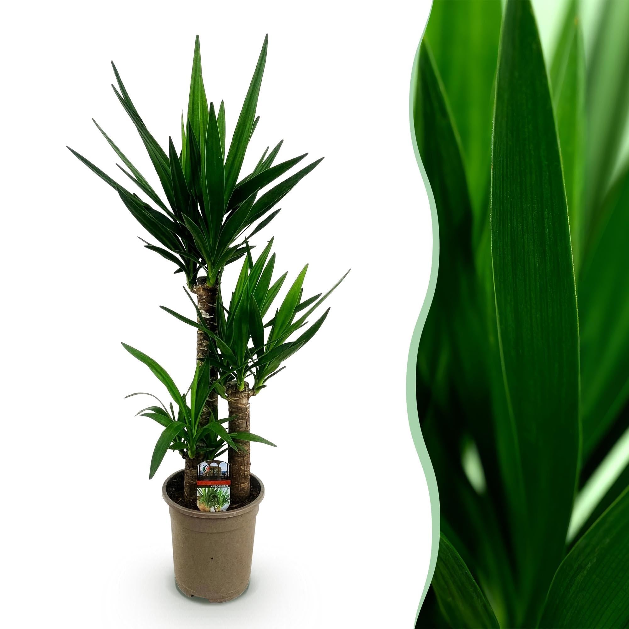 Palmlilie Yucca Elephantipes Zimmerpflanze 21 cm