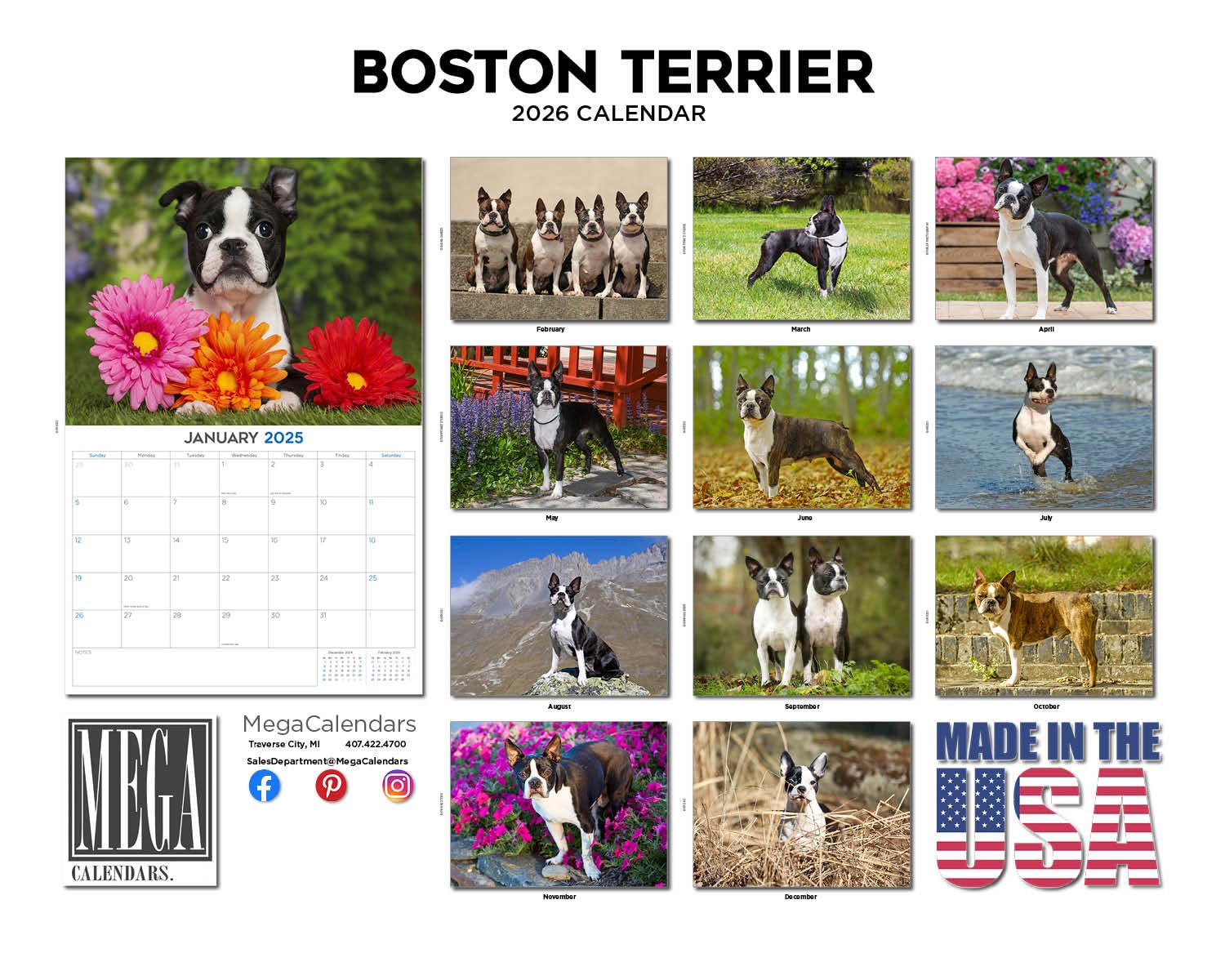 Calendario 2024 2025 Boston Terrier – Calendario mensual de pared de raza de perro – 12 x 18 pulgadas abierto – Papel grueso que no se corre – Regalo – Calendario académico para profesores,